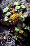 Pozzoa coriacea